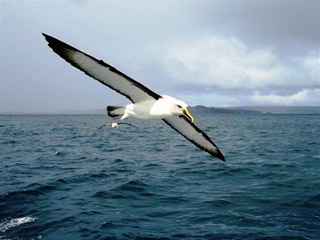 Mollymawk, off Stewart Island, New Zealand